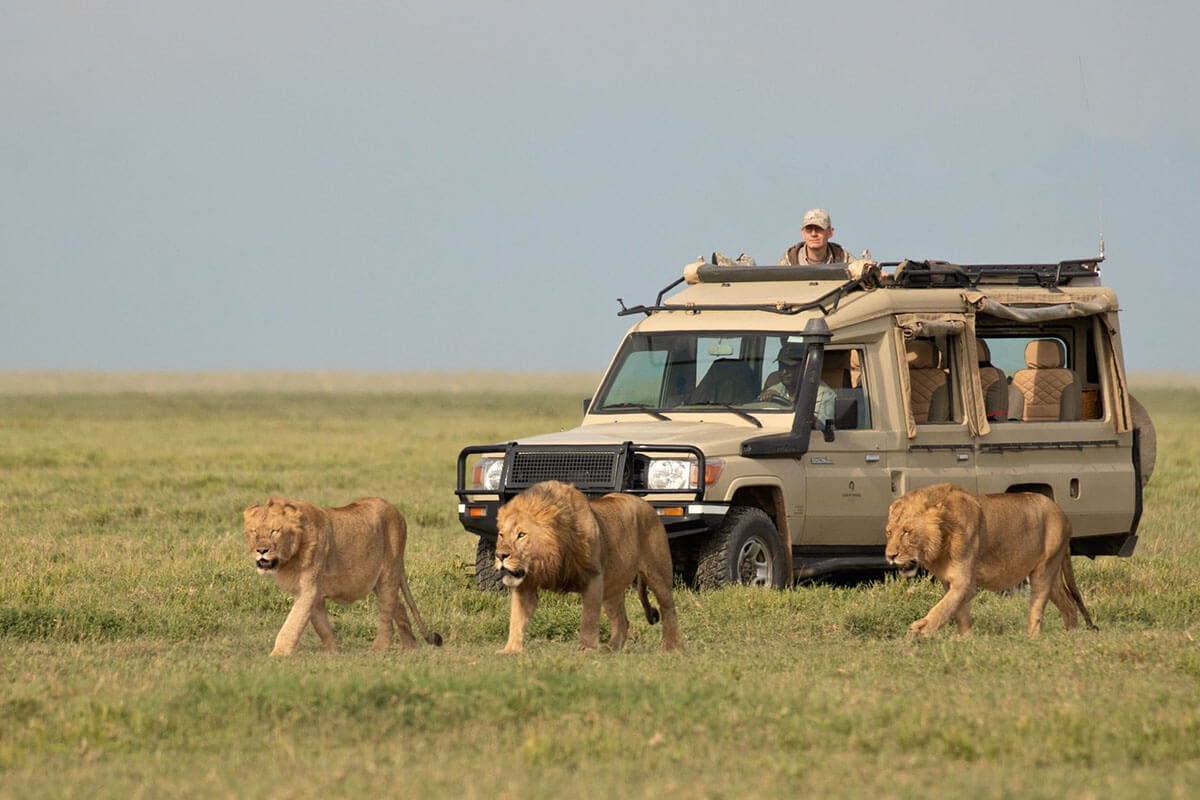 Why Visit the Serengeti National Park: A Wildlife Safari Like No Other